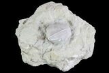Blastoid (Pentremites) Fossil - Illinois #86455-1